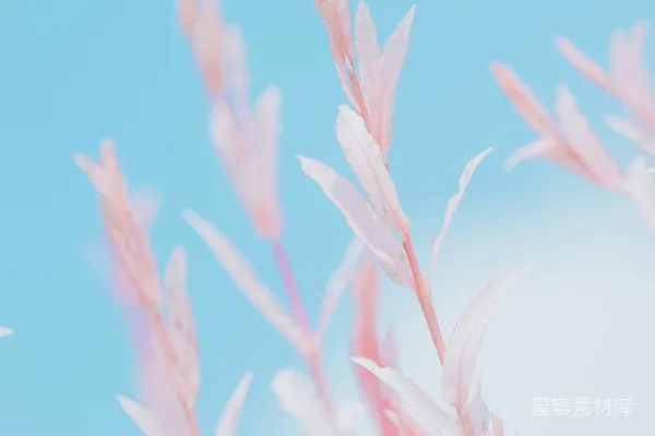 高清摄影 一张植物的特写照片，背景是蓝天。