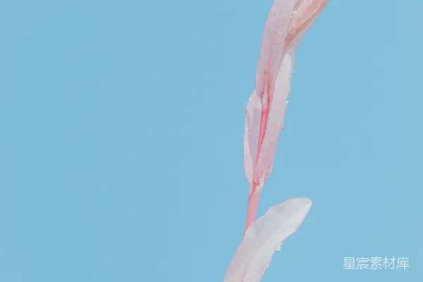 高清摄影 一朵粉红色的花在蓝色的天空背景下。