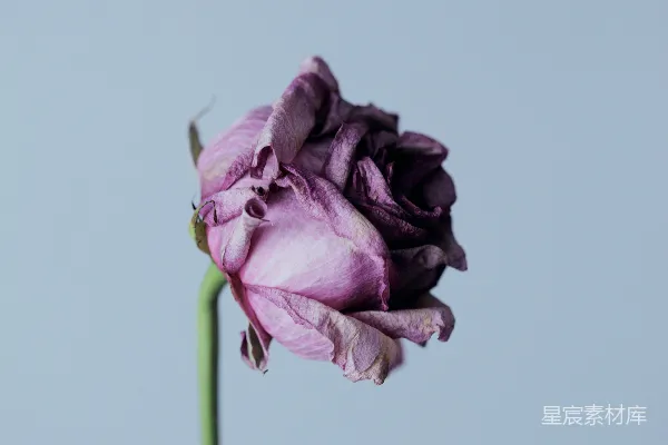 高清摄影 紫色花瓣的花朵和清澈的玻璃花瓶