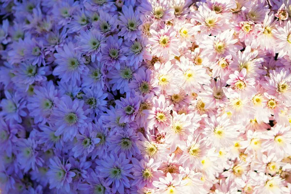 高清摄影 一簇花