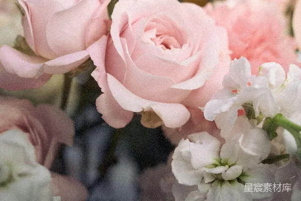 高清摄影 一束美丽的粉红色玫瑰和白色花朵。