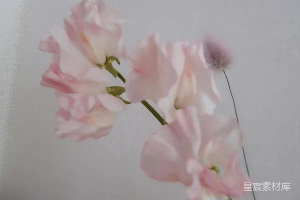 高清摄影 花瓶中粉红色的花朵特写。