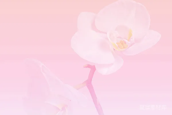 高清摄影 一朵白色的花在粉红色的背景上