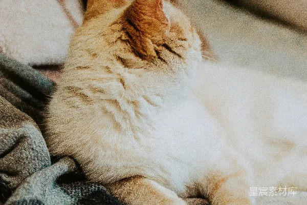 高清摄影 橙色猫咪的特写摄影