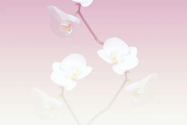 高清摄影 三朵白色兰花在粉白相间的背景前