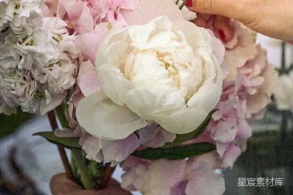 高清摄影 手在整理一束粉色和白色的牡丹花束。