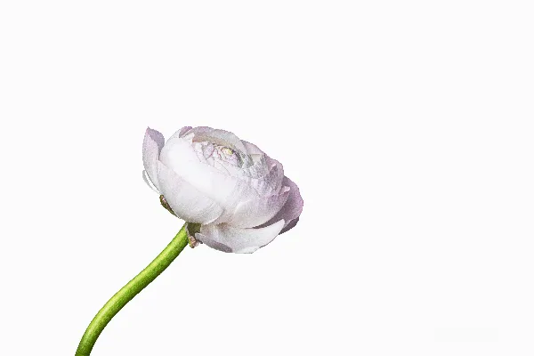 高清摄影 一朵浅粉色的花靠在白色背景上。