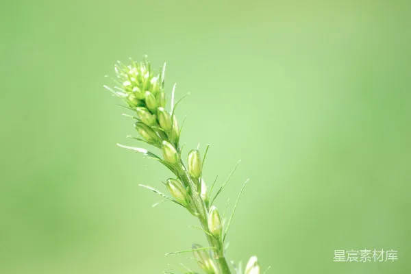 高清摄影 一张植物的特写照片，背景模糊不清。