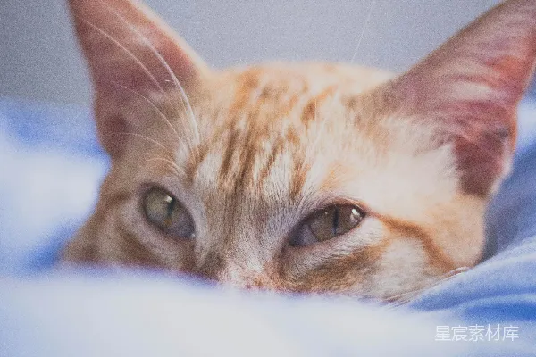 高清摄影 一张猫躺在床上的特写照片