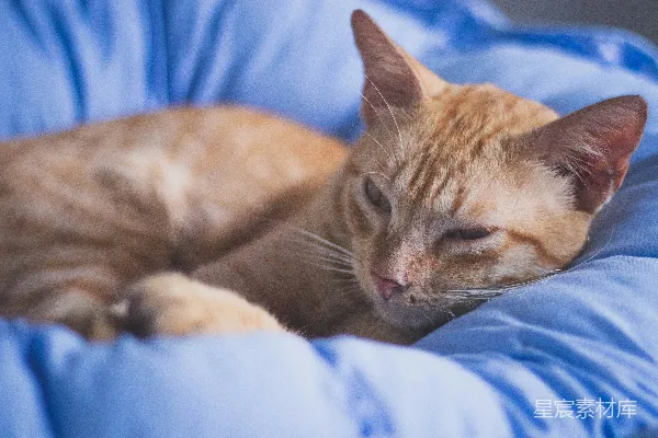 高清摄影 一只橙色的猫在蓝色的宠物床上睡觉