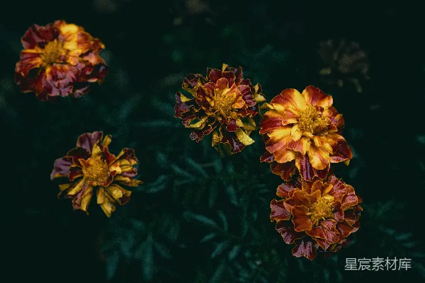高清摄影 黑底上的一组红黄相间的花朵