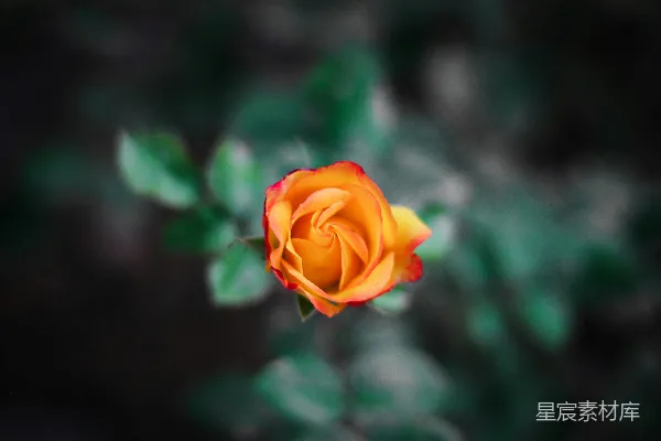 高清摄影 一朵橙色的玫瑰，背景中有绿色的叶子。