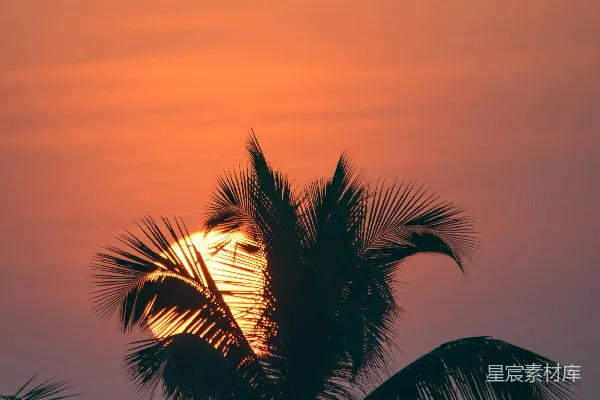 高清摄影 太阳正落在这棵棕榈树后面。