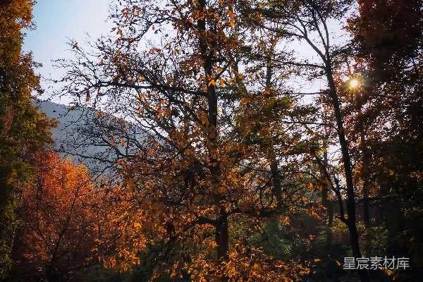 高清摄影 一棵树在森林中央，背后是一座山。