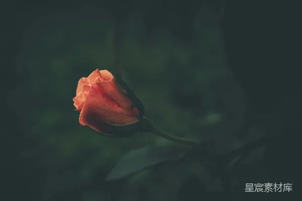 高清摄影 一朵红色的花和绿叶的植物