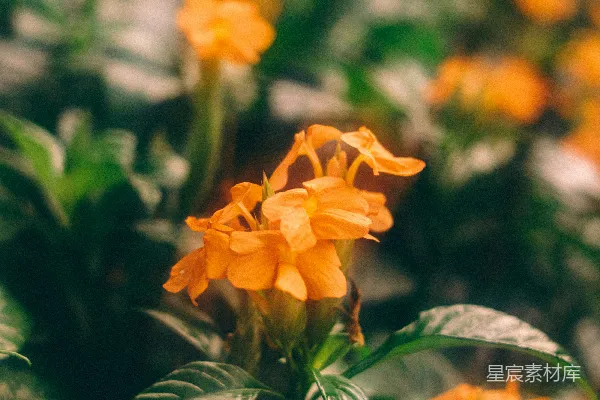 高清摄影 一株带有橙色花朵的植物的特写。