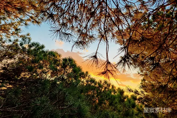 高清摄影 太阳透过松树枝条落下。