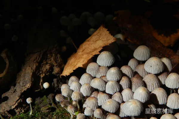 高清摄影 地上的几簇蘑菇