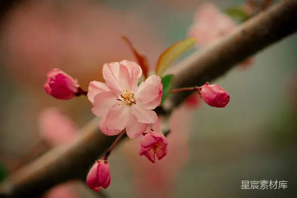 高清摄影 一枝上淡粉色的樱花。