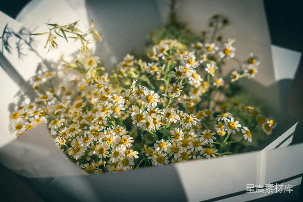 高清摄影 一束白纸花束中的新鲜雏菊。
