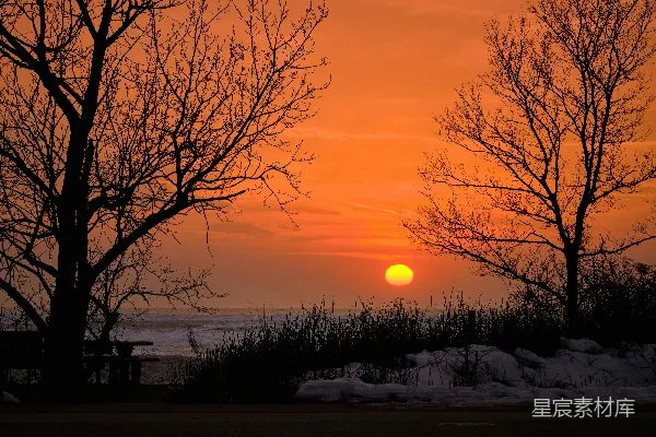 高清摄影 光秃秃的树木映衬着海洋上绚丽的夕阳。
