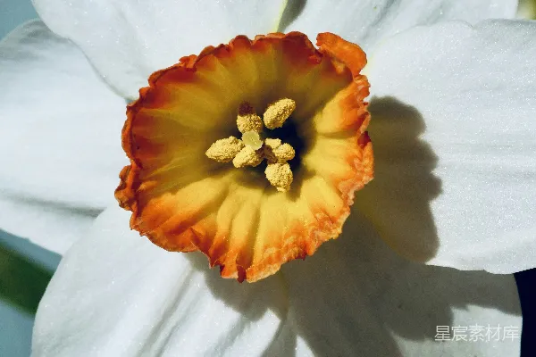 高清摄影 一朵白色水仙花的特写，花心是橙色的。