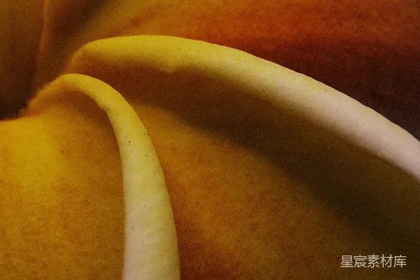 高清摄影 黄色和橙色切片的水果