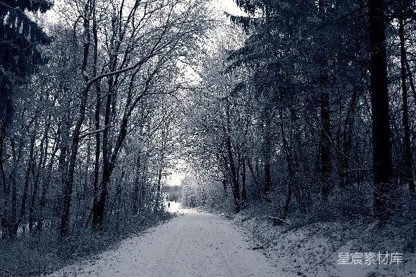 高清摄影 一条泥泞的小路穿过积雪覆盖的森林
