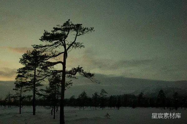 高清摄影 一片雪地中的一棵孤树