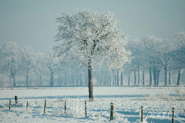 高清摄影 光秃秃的树木覆盖在雪地上，白天的场景。