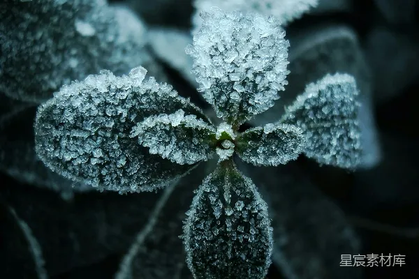 高清摄影 白色和绿色的植物在近距离摄影中