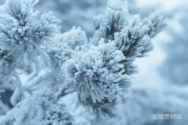 高清摄影 一棵覆盖着雪的树的特写
