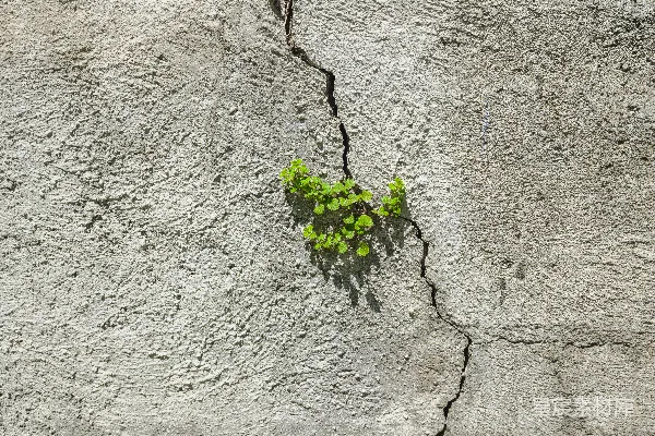 高清摄影 从混凝土裂缝中生长的绿色植物
