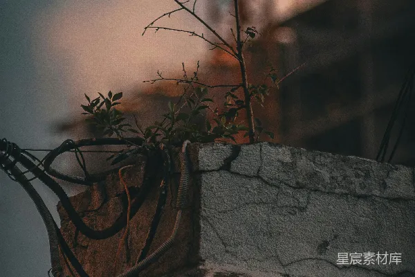 高清摄影 一株植物正从建筑物的顶部生长出来。