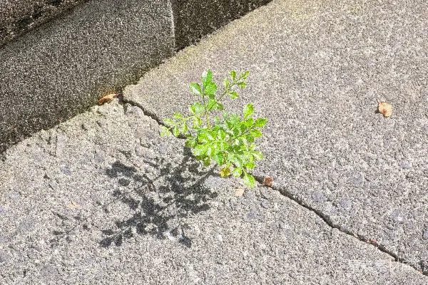 高清摄影 一株小小的绿色植物从混凝土裂缝中生长出来。