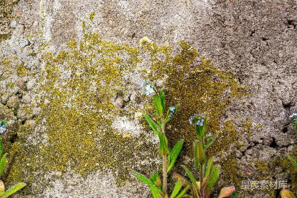 高清摄影 小蓝花生长在纹理混凝土墙上