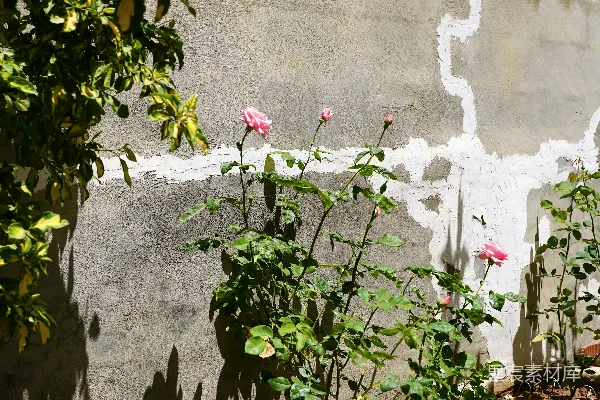 高清摄影 粉红色的玫瑰和三角梅映衬在斑驳的混凝土墙上。