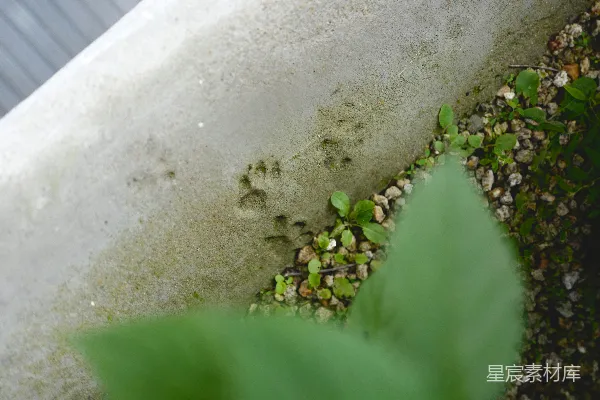 高清摄影 一株植物从水泥墙上长出