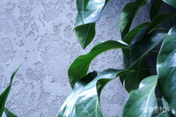 高清摄影 一株绿色的大植物在白墙旁边