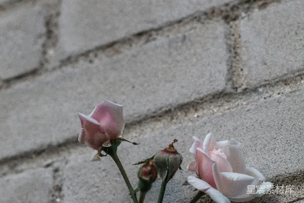 高清摄影 白花瓣的花