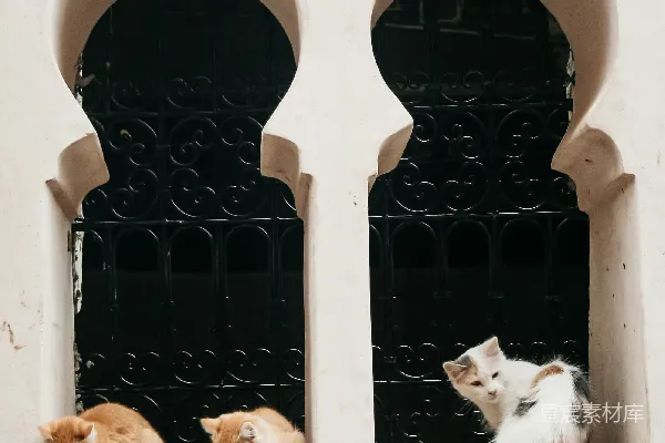 高清摄影 一群猫坐在窗台上。