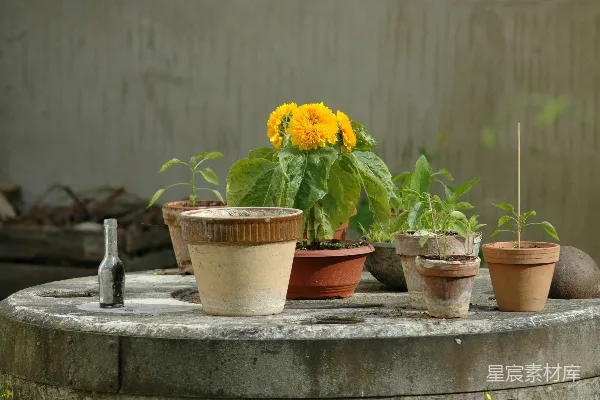 高清摄影 黄瓣花