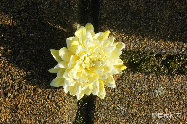 高清摄影 一条路边的黄色花朵