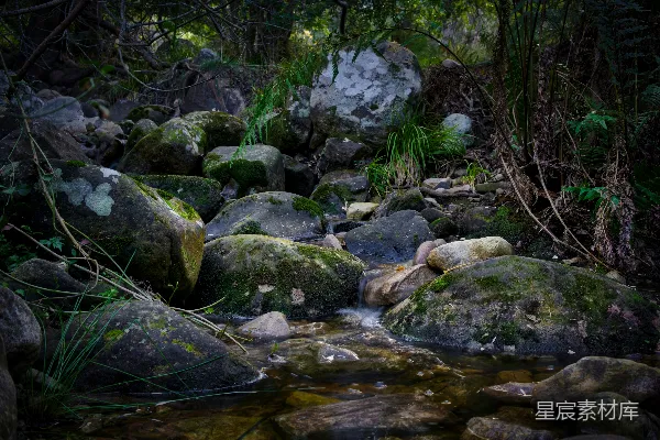 高清摄影 河边和树木附近长着青苔的灰色石头