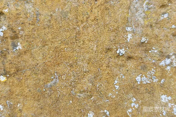 高清摄影 粗糙的棕色岩石表面，上面有白色的地衣和化石化的贝壳。