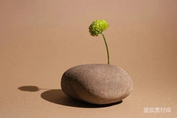 高清摄影 一朵绿色的花从一块光滑的石头中长出。
