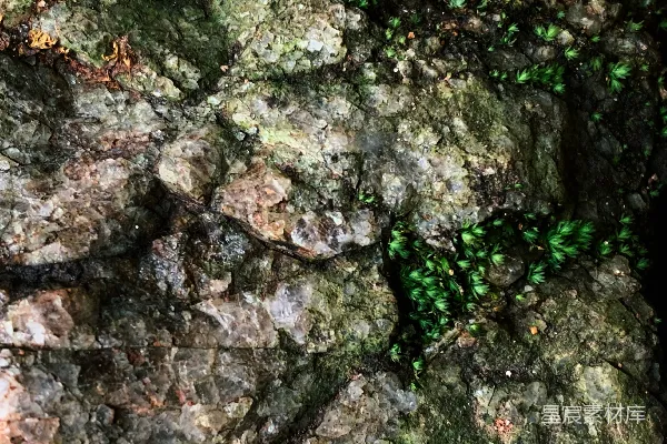 高清摄影 一张岩石的特写，上面长着一棵植物。
