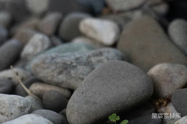 高清摄影 一株小植物长在一堆石头上