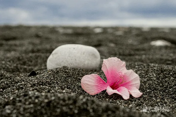 高清摄影 粉红色的花在白色石头上