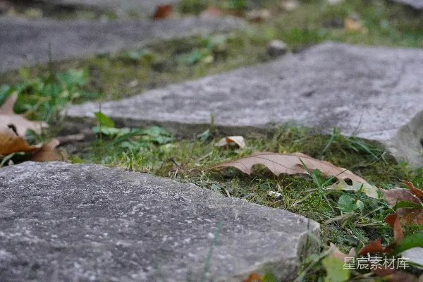 高清摄影 一张叶子躺在地面上的特写照片
